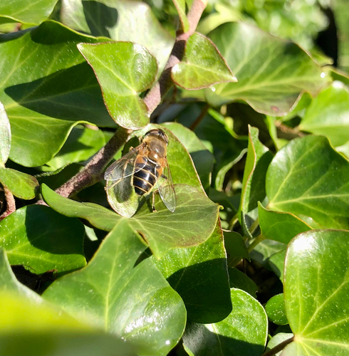 Gemeine Keilfleckschwebfliege