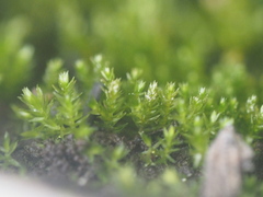 Bryophyta