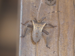 Prionolomia