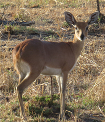 Raphicerus campestris neumanni