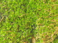 Bryophyta