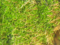 Bryophyta