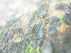 Insecta