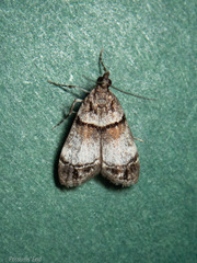 Eudonia choristis