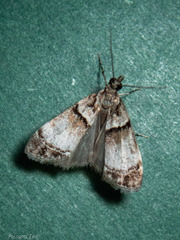 Eudonia choristis