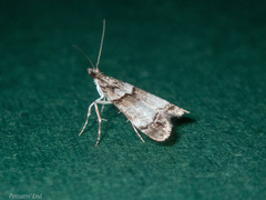 Eudonia choristis