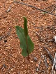 Ophioglossum polyphyllum