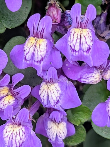Italian Toadflax (Cymbalaria pallida)