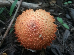 Agaricus crocopeplus