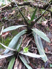 Aeranthes ramosa image