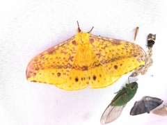 Lepidoptera