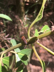 Pseudolycus marginatus