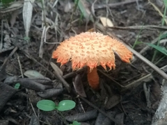 Agaricus crocopeplus