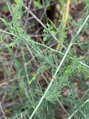 Asparagus nodulosus