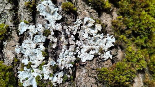 Furchen-Schüsselflechte