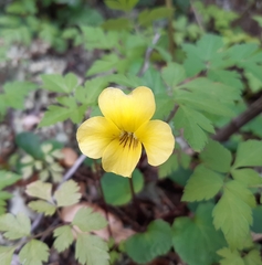 Viola magellanica