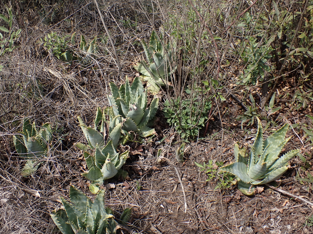 Aloe transvaalensis; photograph (c) Andrew Hankey, some rights reserved (CC BY-SA)