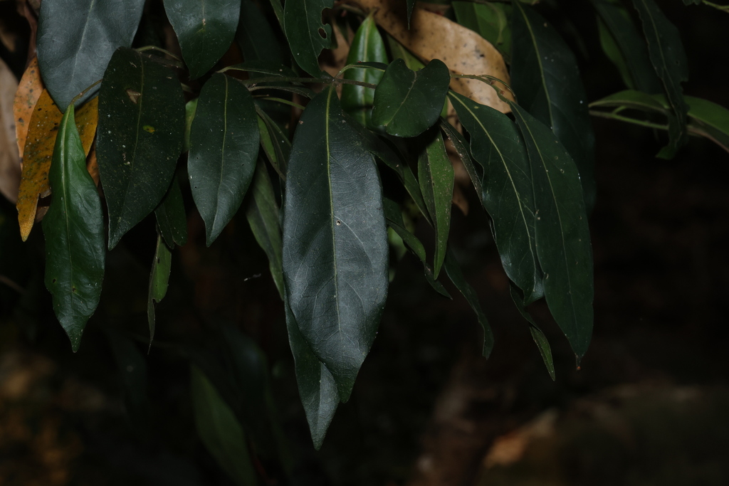 Cryptocarya foetida; photograph (c) Greg Tasney, some rights reserved (CC BY-SA)