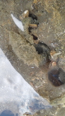 Flabelligera bicolor