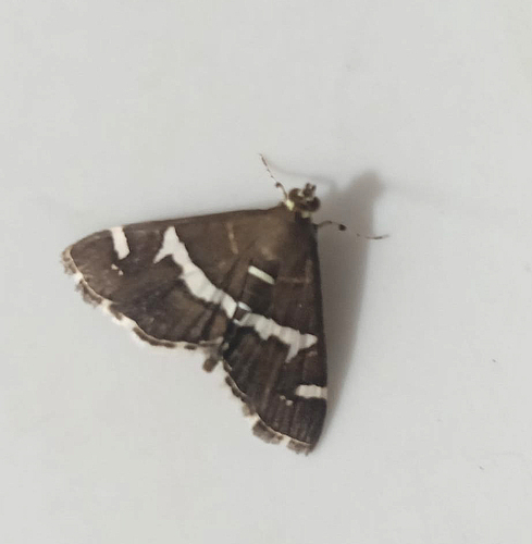 Hawaiian Beet Webworm Moth