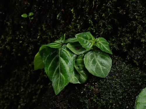 Lepidagathis inaequalis, photograph 6