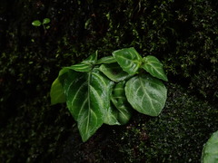 Lepidagathis inaequalis, photograph (c) chiuluan, some rights reserved (CC BY)