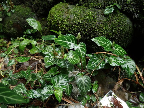 Lepidagathis inaequalis, photograph 3