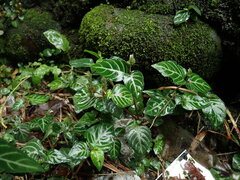 (c) chiuluan, some rights reserved (CC BY) Lepidagathis inaequalis, photograph (c) chiuluan, some rights reserved (CC BY)