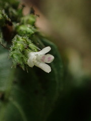 (c) chiuluan, some rights reserved (CC BY) Lepidagathis inaequalis, photograph (c) chiuluan, some rights reserved (CC BY)