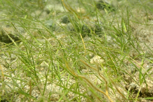 Syringodium isoetifolium observed 2025-10-26