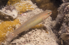 Amblygobius decussatus