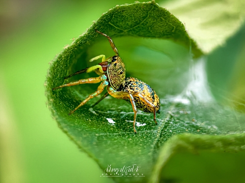 Sea-green Northern Jumper