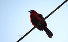 Ramphocelus nigrogularis