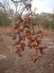 Dilodendron bipinnatum