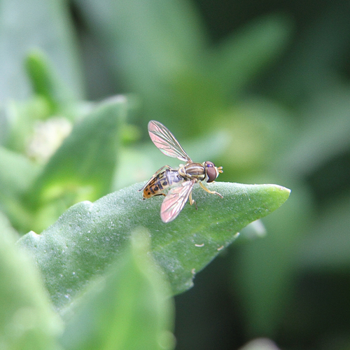 Toxomerus schlingeri
