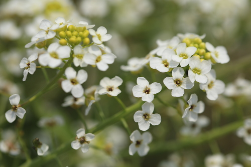 Bunias cochlearioides