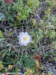 Hypochaeris incana