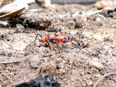 Tegea atropicta