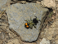 Hoplomutilla spinosa