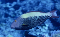 Cetoscarus ocellatus