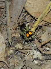 Hoplomutilla spinosa