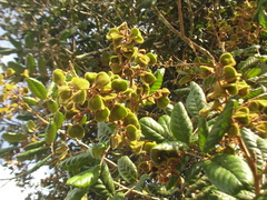 Cupania impressinervia