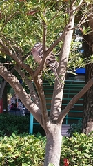 Streptopelia chinensis