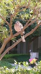 Streptopelia chinensis