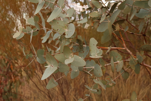 Eucalyptus gamophylla F.Muell. 3