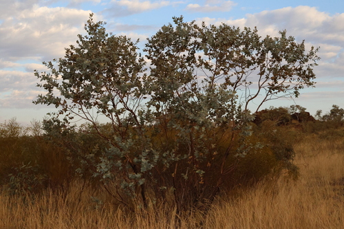 Eucalyptus gamophylla F.Muell. 4