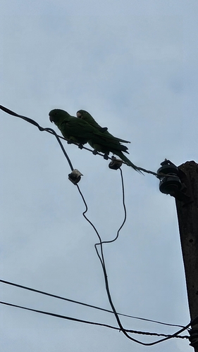 White-eyed Parakeet