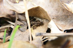 Eleutherodactylus wightmanae