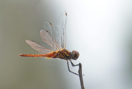 Wandering Pennant