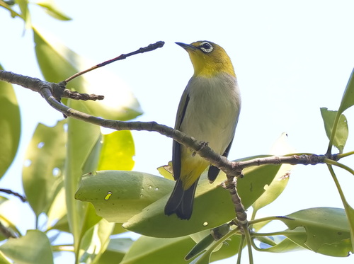 Swinhoe's White-eye